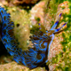 Illustration for article titled Striking Photographs Of Sea Slugs Expose The Alien World Under the Sea